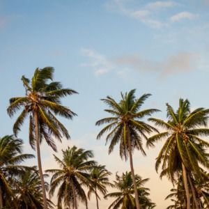 Meet your Posher, Harriet